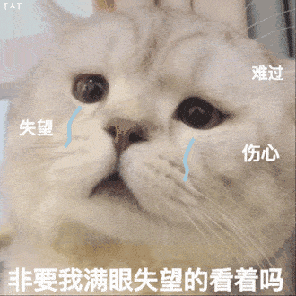 猫咪直播成 人 视频破解版_猫咪咕噜声_猫咪胡子作用