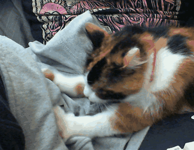 猫咪直播成 人 视频破解版_猫咪咕噜声_猫咪胡子作用