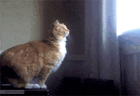 猫咪胡子作用_猫咪咕噜声_猫咪直播成 人 视频破解版