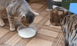 猫咪胡子作用_猫咪直播成 人 视频破解版_猫咪咕噜声