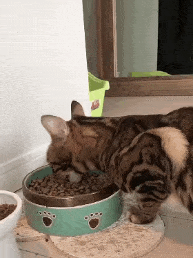 猫咪咕噜声_猫咪胡子作用_猫咪直播成 人 视频破解版