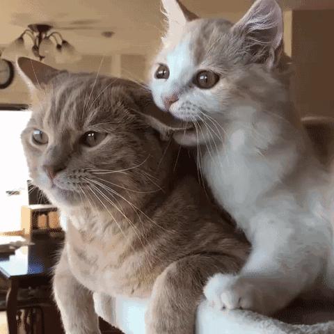 猫咪胡子作用_猫咪咕噜声_猫咪直播成 人 视频破解版