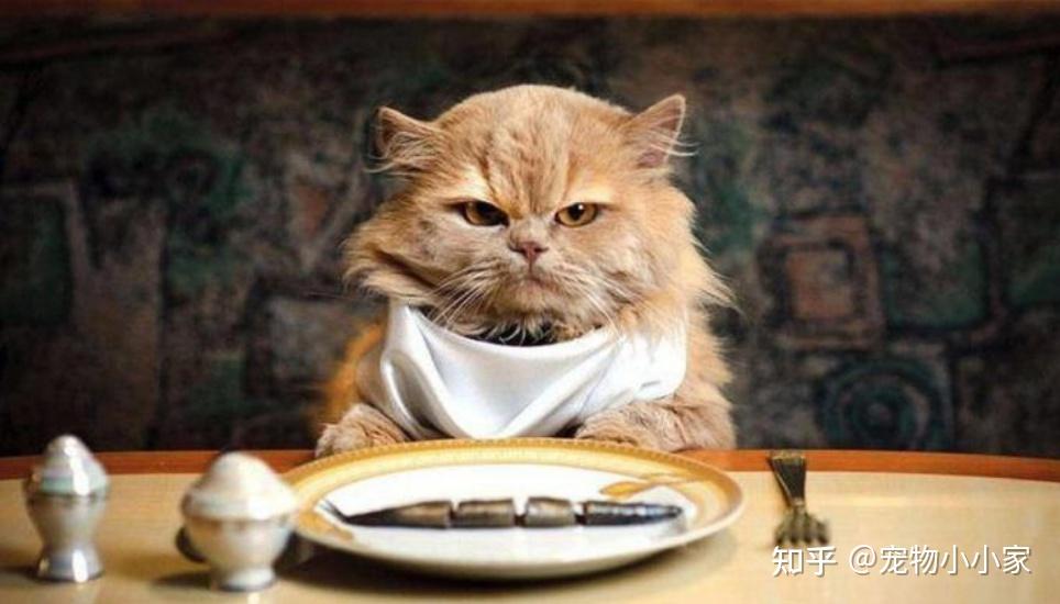 猫咪胡子作用_猫咪咕噜声_猫咪直播成 人 视频破解版