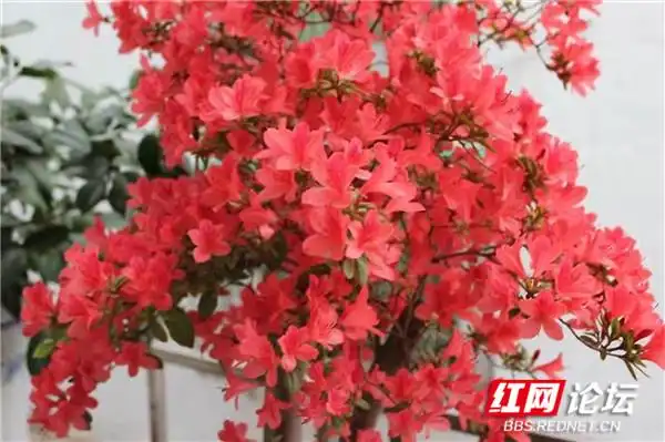 阳台花卉种植分享_阳台改建一家亲_“家和万事兴”