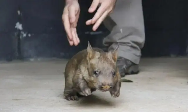 进化世界袋熊_袋熊与树袋熊差异_袋熊方形便便成因
