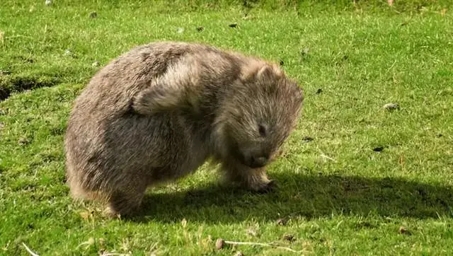 袋熊方形便便成因_袋熊与树袋熊差异_进化世界袋熊