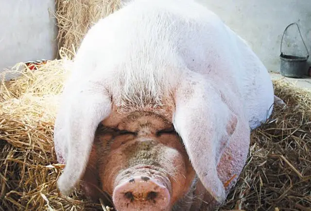 浙江猪王:体重高达2200斤,画家出5万也不卖,死后高僧为其超度