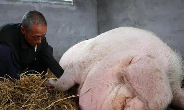 猪王传奇央视报道_中国猪王2200斤_“猪王”“肉王”正面争锋