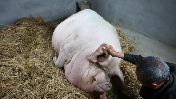 猪王传奇央视报道_“猪王”“肉王”正面争锋_中国猪王2200斤