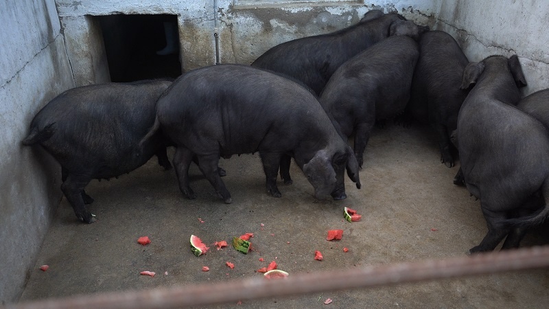 “猪王”“肉王”正面争锋_东海老淮猪保种扩群_东海老淮猪福利养殖