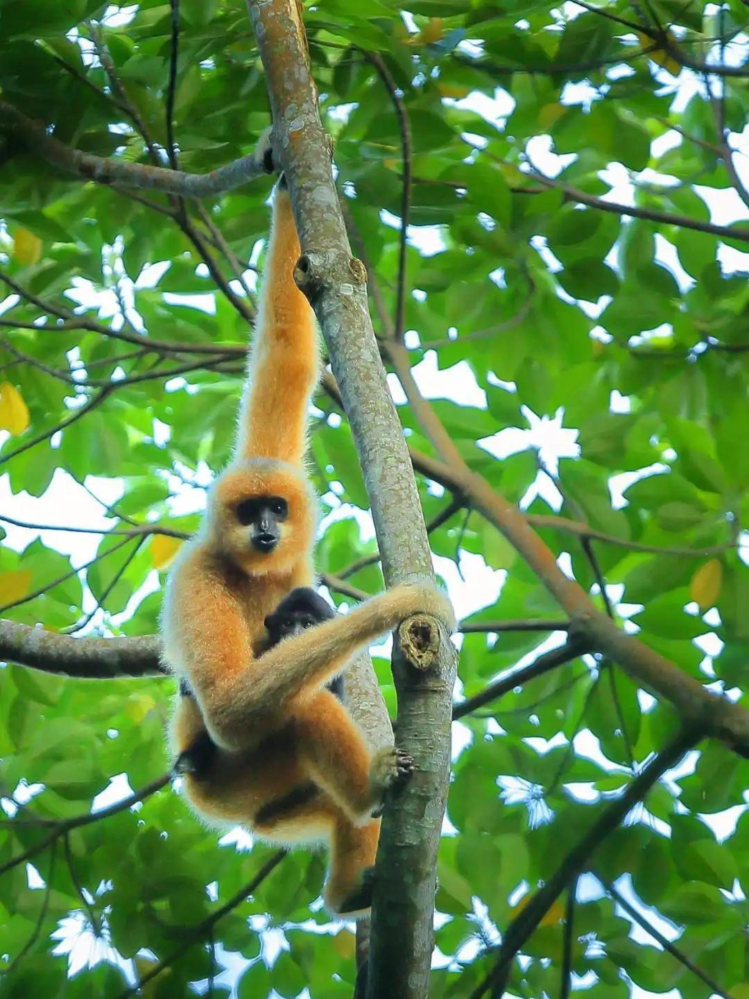 古DNA测序 秦始皇祖母夏太后陵墓 帝国君子长臂猿_秦始皇祖母陵出土长臂猿为灭绝新物种