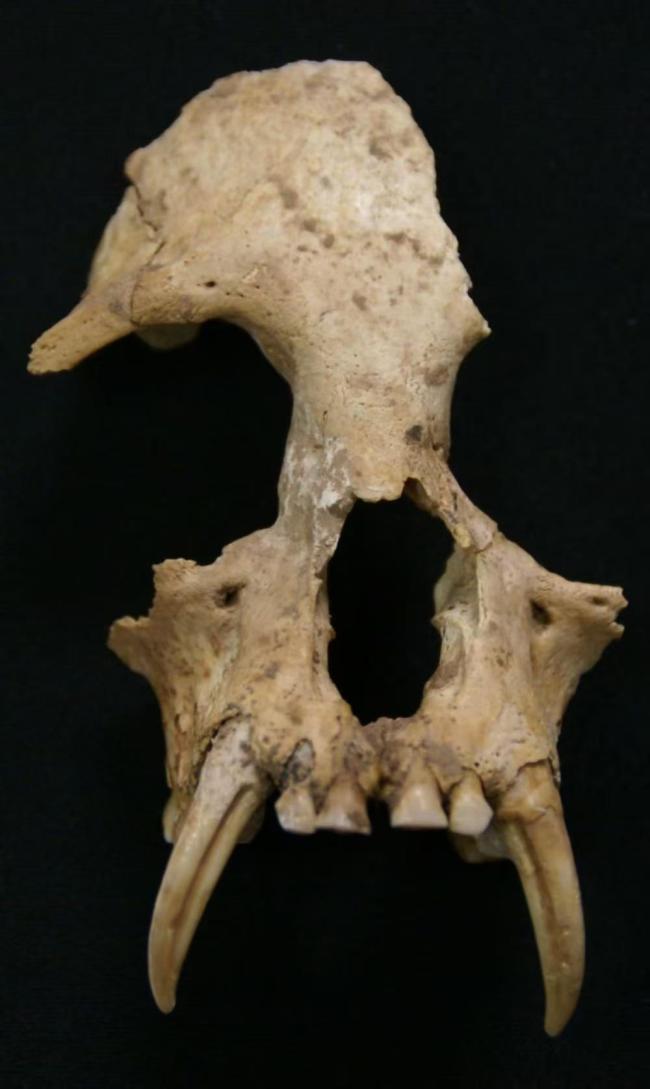 秦始皇祖母陵出土长臂猿为灭绝新物种