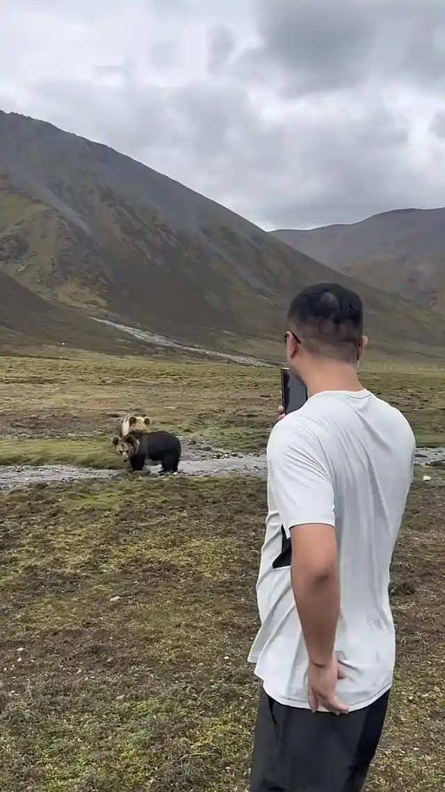 比如县萨普旅游景区藏马熊_藏马熊投喂事件_西藏一县有垃圾场现大量藏马熊觅食