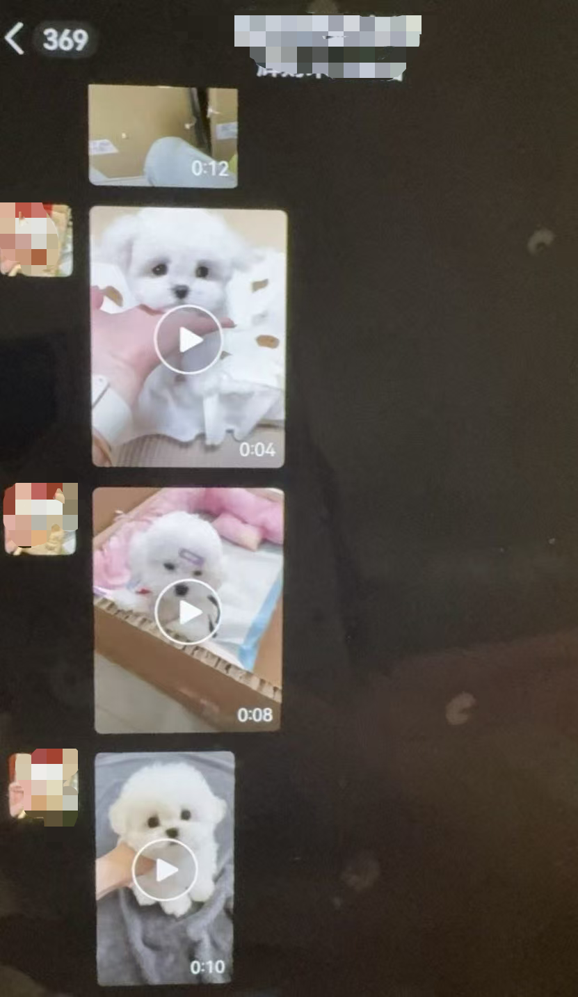 直播间买狗被引至三方平台交易 退款时商家失联 网购宠物乱象揭秘｜民情瞭望