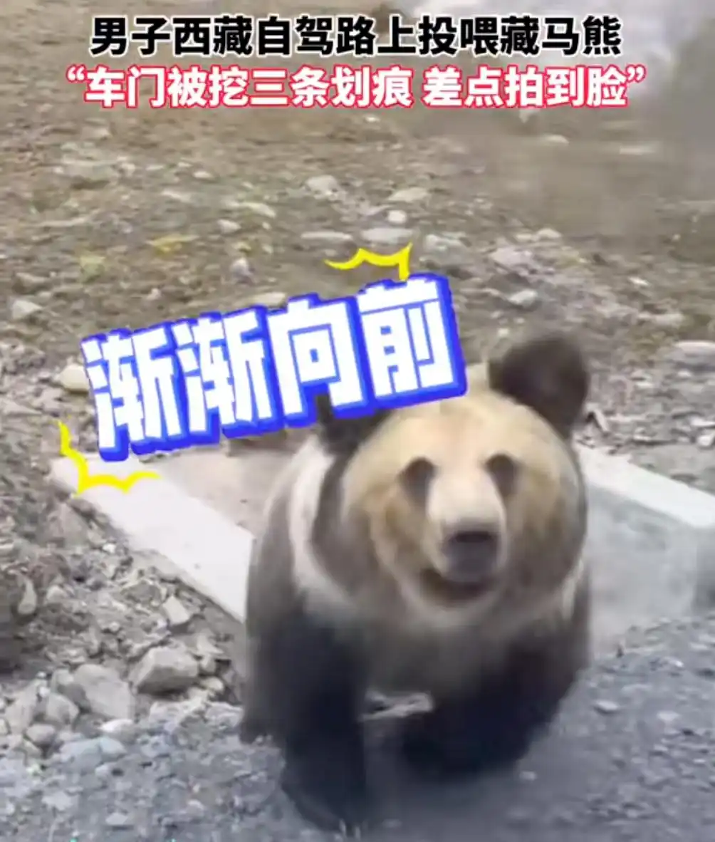 惊险一幕！男子投喂藏马熊，险些被拍到脸，当地回应
