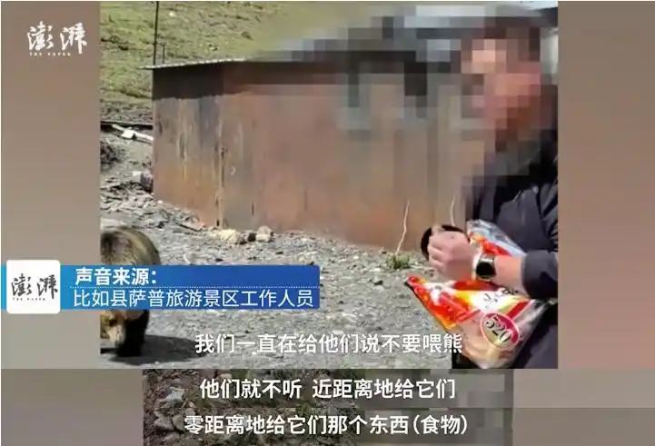 藏马熊攻击力与危险性分析_西藏一县有垃圾场现大量藏马熊觅食_自驾西藏投喂藏马熊事件