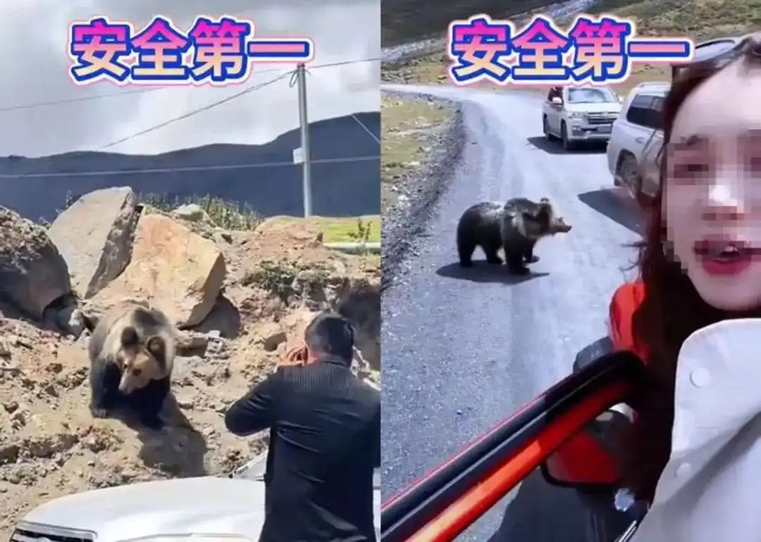 自驾西藏投喂藏马熊事件_藏马熊攻击力与危险性分析_西藏一县有垃圾场现大量藏马熊觅食