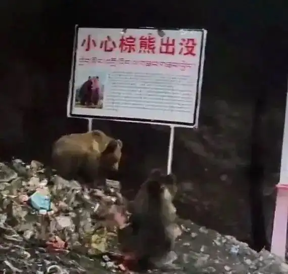 自驾西藏投喂藏马熊事件_藏马熊攻击力与危险性分析_西藏一县有垃圾场现大量藏马熊觅食