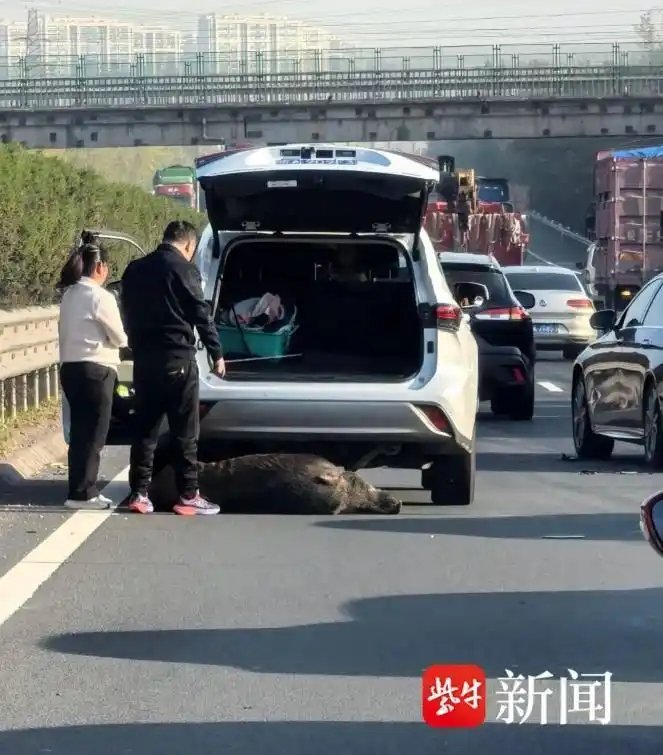 男子时速105公里撞上横穿高速野猪群_南京机动车撞野猪事故责任认定_高速公路野猪撞车赔偿标准