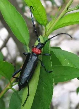 天牛科昆虫_天牛幼虫形态特征_光肩星天牛