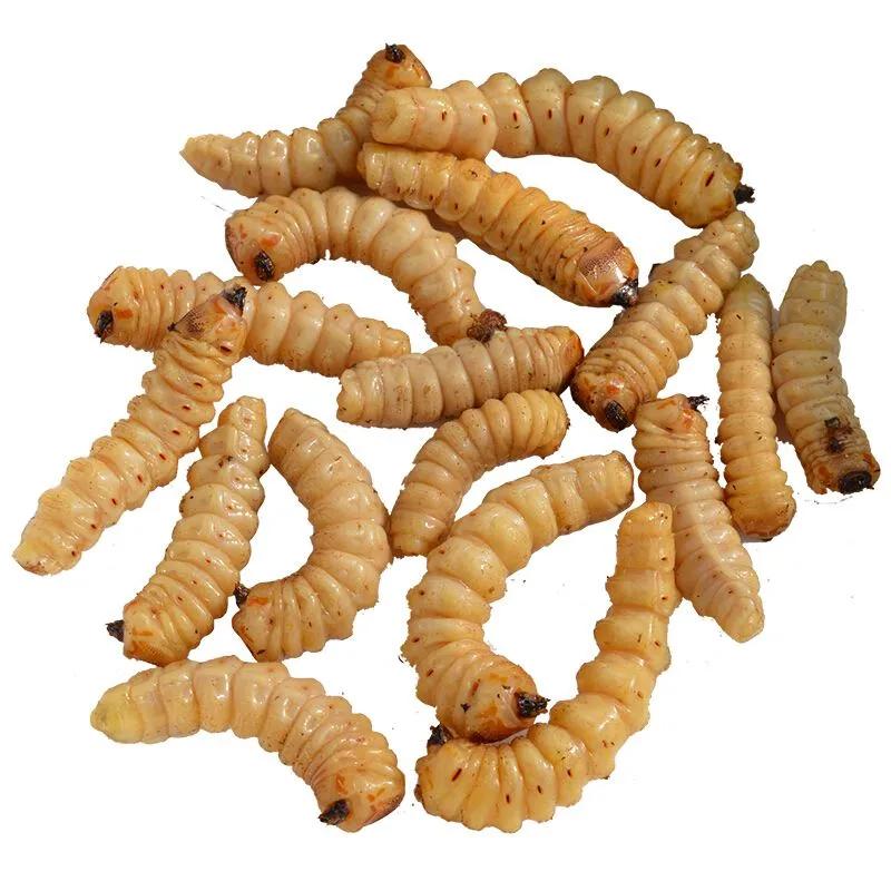 天牛科昆虫_光肩星天牛_天牛幼虫形态特征