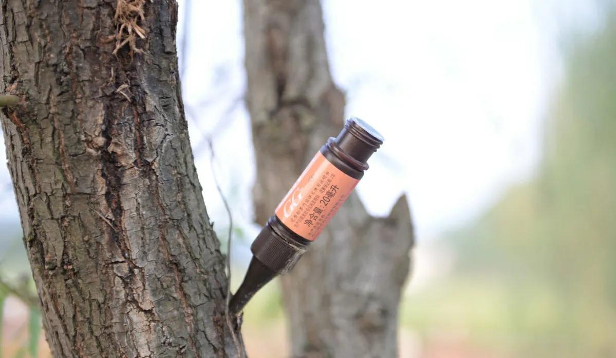 光肩星天牛_天牛科昆虫_天牛幼虫形态特征