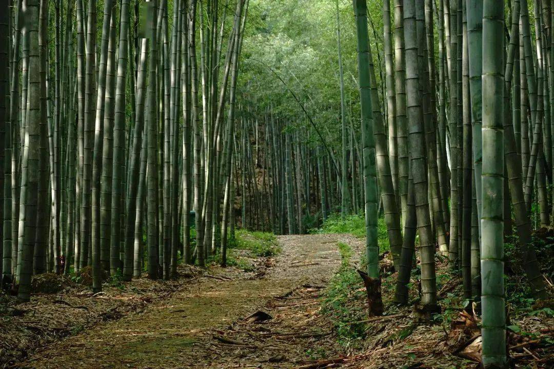 心的本质探讨_禅修中的调心_幻影修心