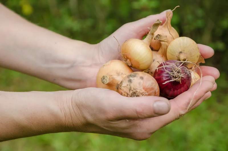 90岁奶奶分享长寿秘诀:每天吃洋葱_洋葱抗癌作用研究_洋葱降低肝癌风险