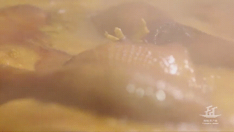 广东高速公路发展历程_潮汕卤鹅文化特色_全运会开幕式有“广东特产”狮头鹅