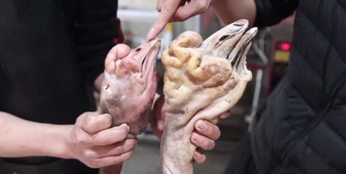 广东高速公路发展历程_潮汕卤鹅文化特色_全运会开幕式有“广东特产”狮头鹅