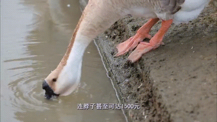 潮汕卤鹅文化特色_全运会开幕式有“广东特产”狮头鹅_广东高速公路发展历程