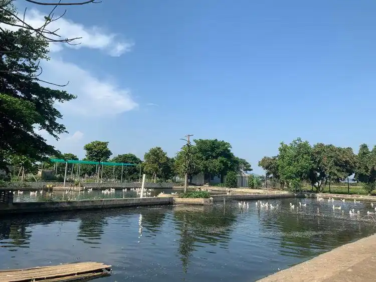 广东高速公路发展历程_全运会开幕式有“广东特产”狮头鹅_潮汕卤鹅文化特色