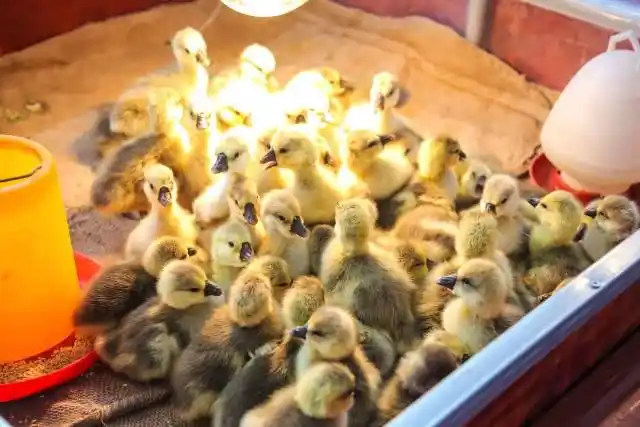 汕头澄海狮头鹅产业_全运会开幕式有“广东特产”狮头鹅_澄海狮头鹅文化节