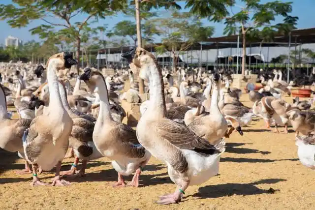 全运会开幕式有“广东特产”狮头鹅_汕头澄海狮头鹅产业_澄海狮头鹅文化节