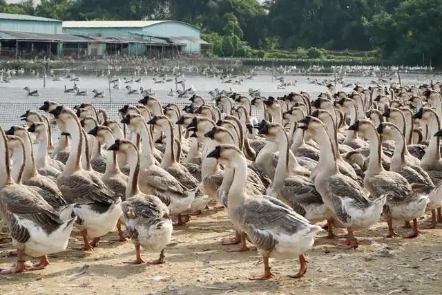 「图集」喊全球来吃汕头澄海狮头鹅了