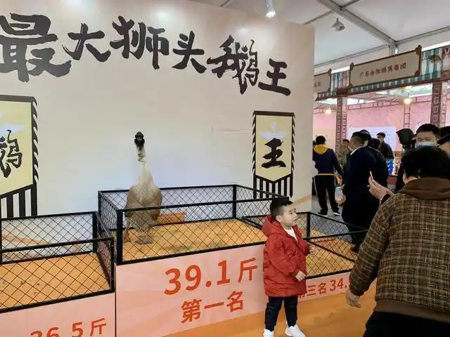 全运会开幕式有“广东特产”狮头鹅_澄海狮头鹅产业集群发展_汕头澄海狮头鹅文化节