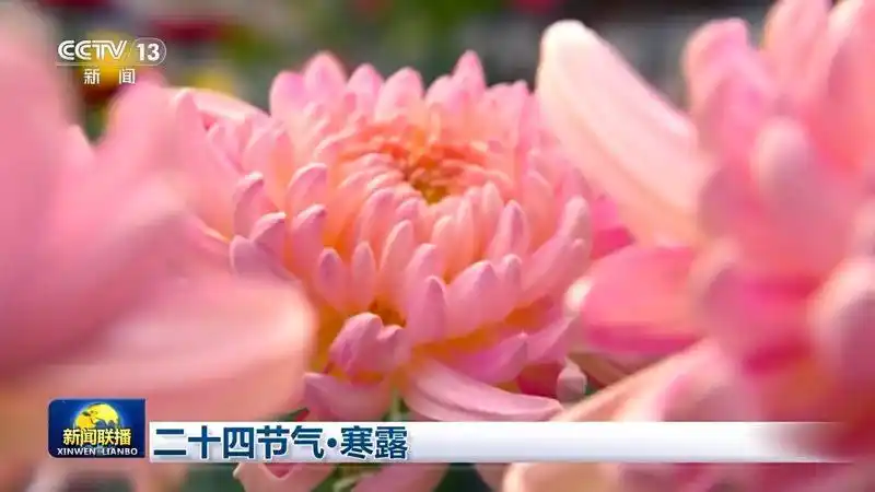 寒露节气天气预报_寒露节气来历_寒露过后建议“洋葱穿衣法”