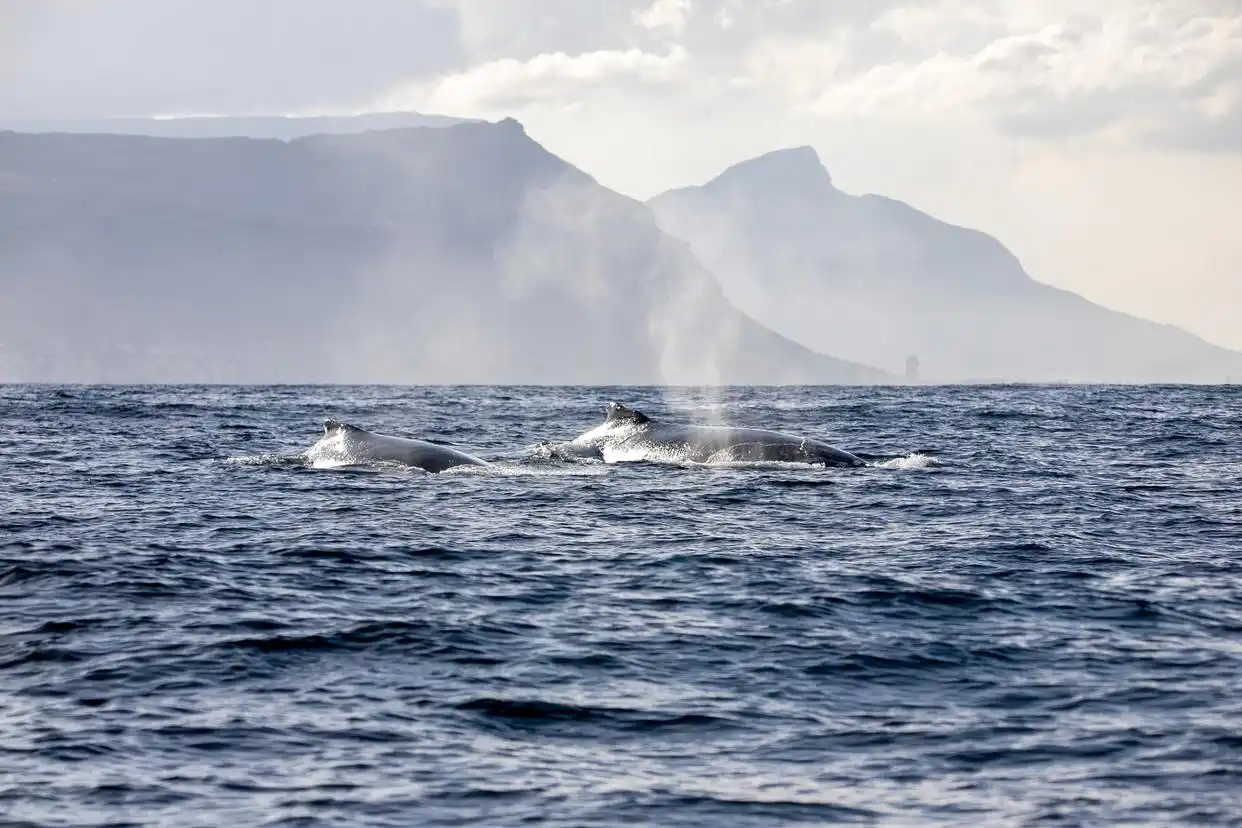 全球海洋变暗研究_海洋光照深度变化_nasa报告:地球正在“变暗”