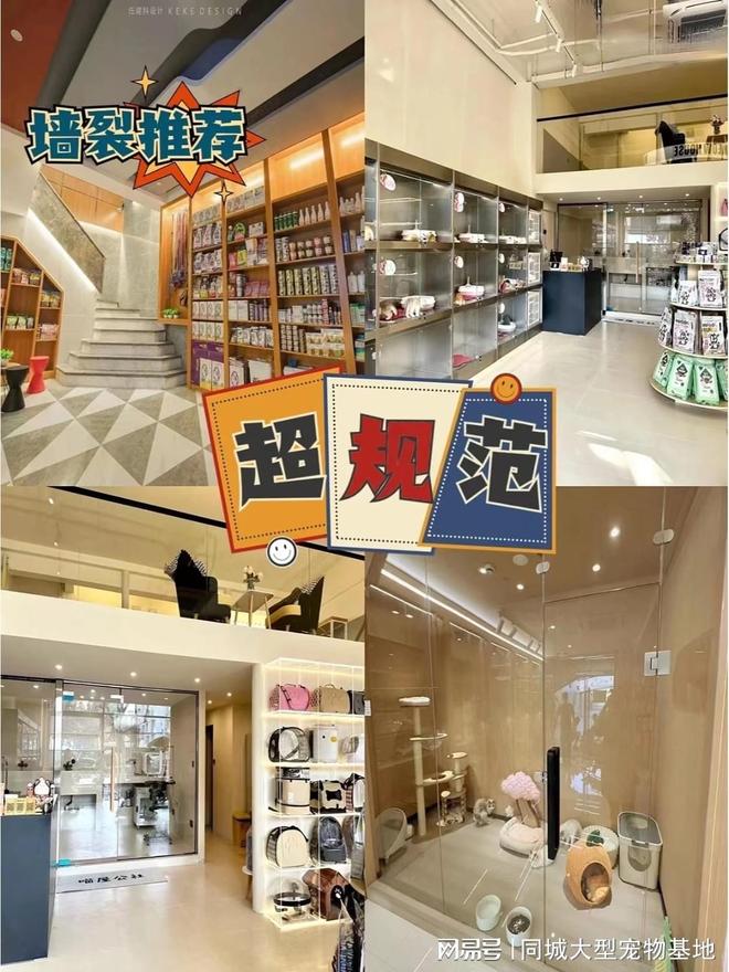 天津比熊_天津来福乐猫犬舍北辰店_天津宠物店推荐