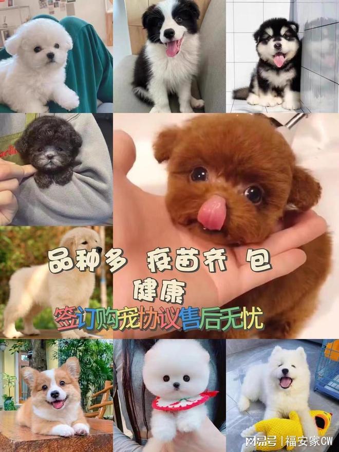 天津比熊_天津福安家宠物店(北辰店)泰迪比熊金毛柯基柴犬博美萨摩耶阿拉斯加雪纳瑞拉布拉多巴哥法斗约克夏马尔济斯西高地马尔泰