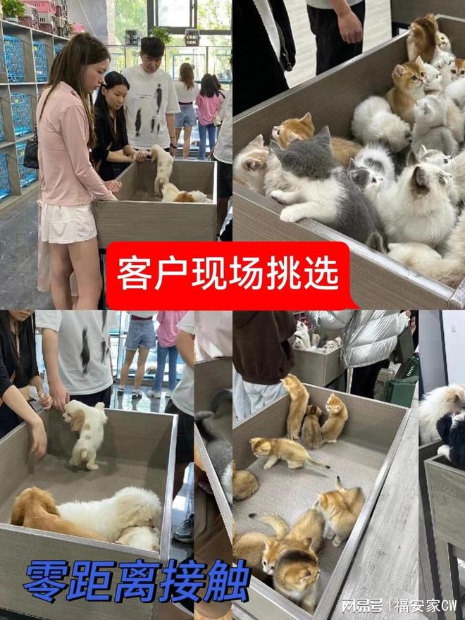 天津比熊_天津福安家宠物店(北辰店)泰迪比熊金毛柯基柴犬博美萨摩耶阿拉斯加雪纳瑞拉布拉多巴哥法斗约克夏马尔济斯西高地马尔泰
