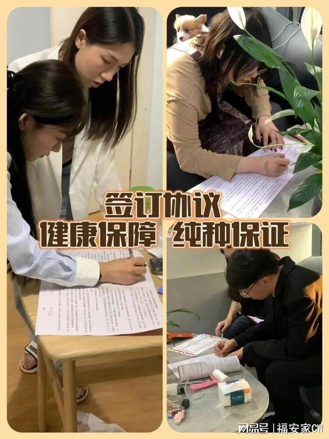 天津福安家宠物店(北辰店)泰迪比熊金毛柯基柴犬博美萨摩耶阿拉斯加雪纳瑞拉布拉多巴哥法斗约克夏马尔济斯西高地马尔泰_天津比熊