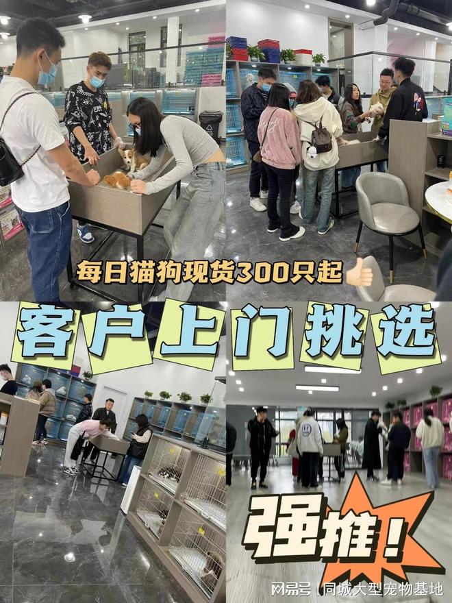 天津靠谱宠物猫狗店_天津比熊_天津来福乐猫犬舍北辰店