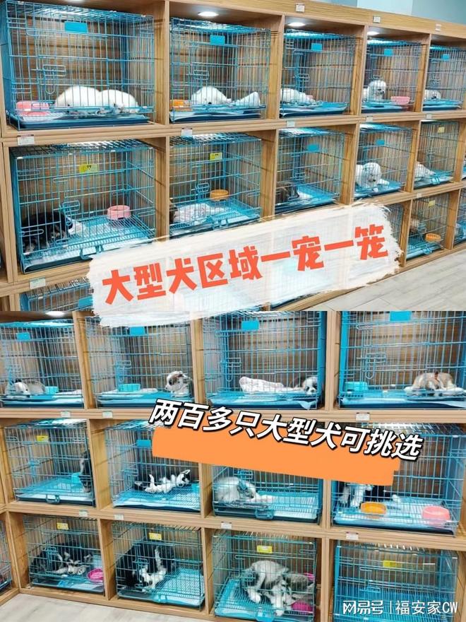 天津比熊_天津来福乐猫犬舍北辰店 纯种宠物购买 天津宠物店推荐