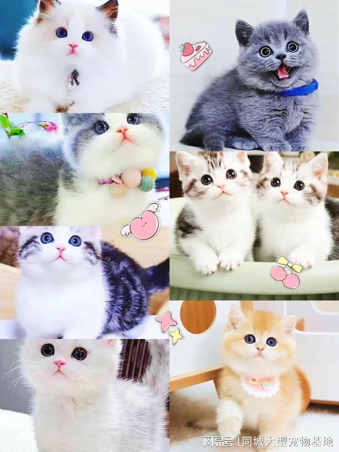 天津比熊_天津来福乐猫犬舍(北辰店)正规犬舍猫舍基地_天津健康宠物猫犬舍推荐