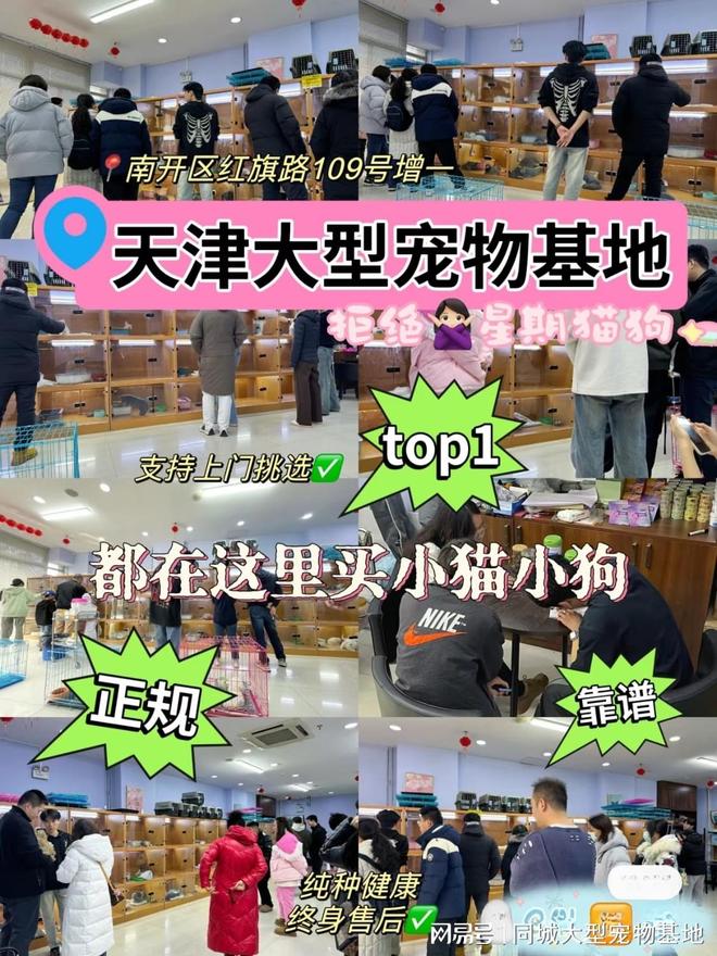 天津宠物猫狗在哪里买靠谱？这可以线下实体店挑选宠物！放心购买