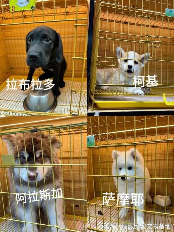 天津比熊_天津来福乐猫犬舍北辰店_天津健康宠物猫狗