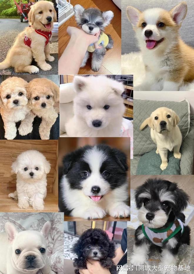 天津健康宠物猫狗_天津来福乐猫犬舍北辰店_天津比熊