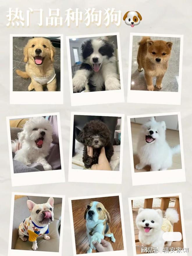 天津健康宠物猫狗_天津来福乐猫犬舍北辰店_天津比熊