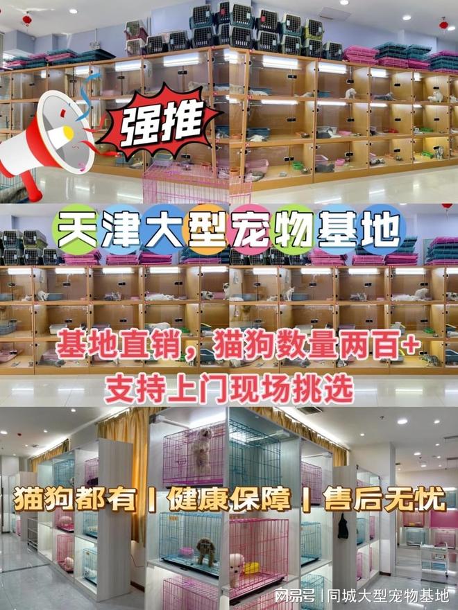 天津哪里有卖宠物猫狗的地方？这里能亲临实体店挑选心仪的宠物！